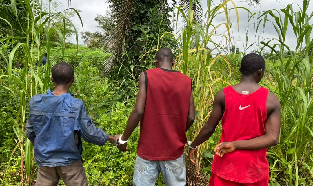 Nasarawa : Police arrest three suspects, recover substances suspected to be Indian hemp