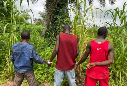 Nasarawa : Police arrest three suspects, recover substances suspected to be Indian hemp